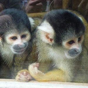 bolivian squirrel monkeys london zoo