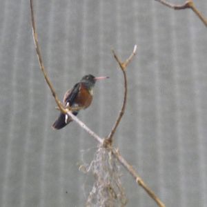 Amazilia Hummingbird London Zoo