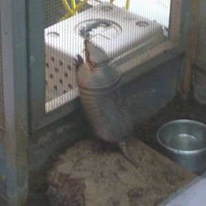 active hairy armadillo london zoo