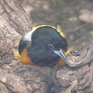 monserrat oriole london zoo