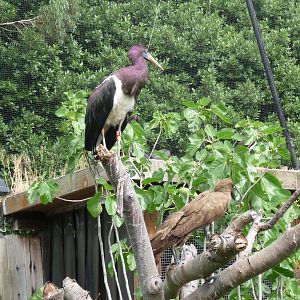african aviary london zoo