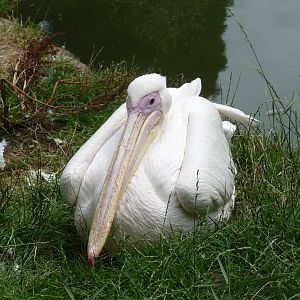 white pelican london zoo