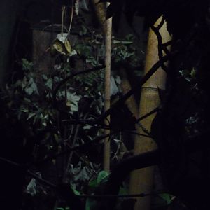 galago exhibit london zoo