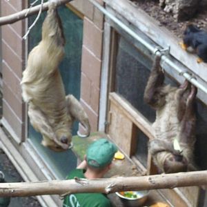 feeding at the clore london zoo