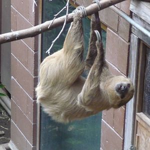 Two toed Sloth London Zoo