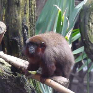 dusky titi monkey london zoo