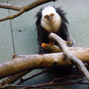 geoffrey`s marmoset london zoo