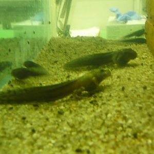 sardinian brook salamanders london zoo