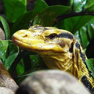 Phillipine Monitor Lizard London Zoo