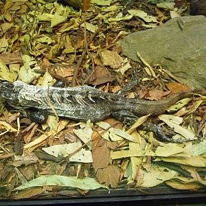 Utila Iguana London Zoo