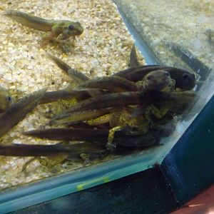 Mallorcan Midwife Toads London Zoo