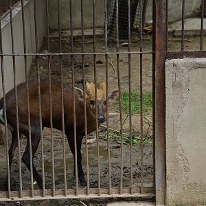 Muntjak identification