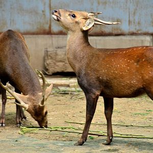 Hog Deer