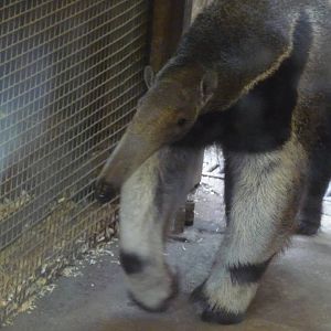 giant anteater london zoo
