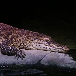 Cuban Crocodile