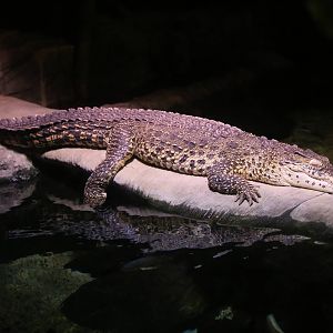 Cuban Crocodile