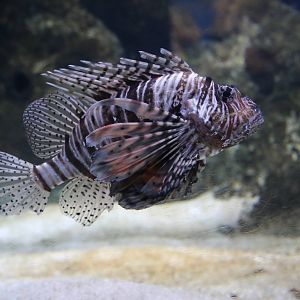 Not a Lionfish?