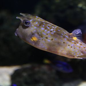 What species of Puffer?