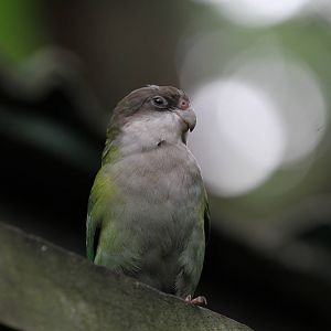 Wee Parrot ID Please