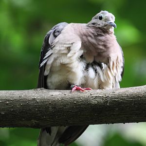 Dove / Pigeon ID Please