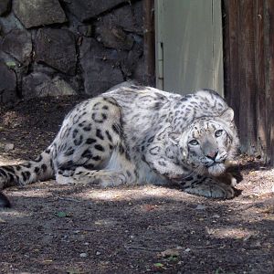 Snow Leopard