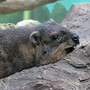 Rock Hyrax