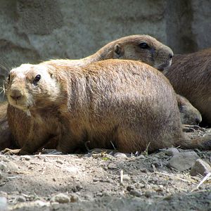 Black-tailed Prairie Dog