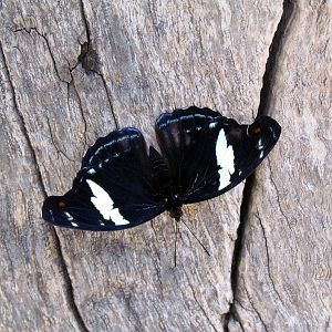 Grecian Shoemaker (female)