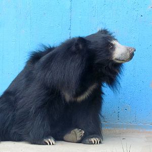 Sloth Bear