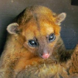 Kinkajou