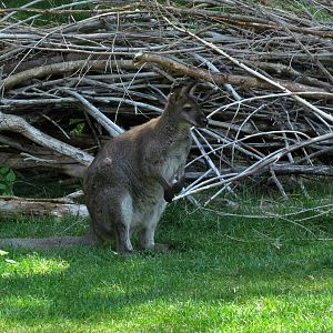 Red-necked Wallaby