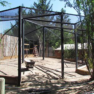 Serval Exhibit Construction