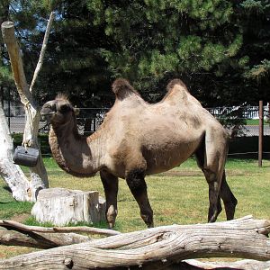 Domestic Bactrian Camel