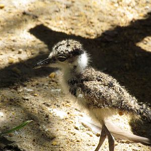 Blacksmith Lapwing chick