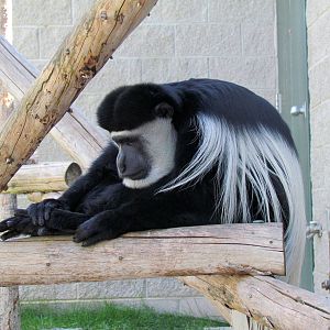 Eastern Black and White Colobus