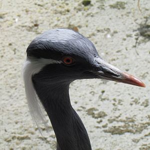 Demoiselle Crane