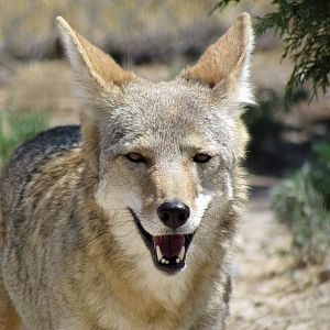 Coyote