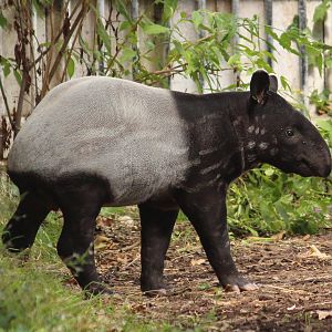 Young tapir August 2013