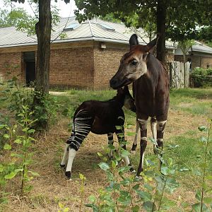 Daphne the Okapi August 2013