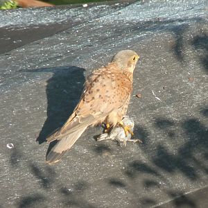 Kestrel with a sparrow, August 2013