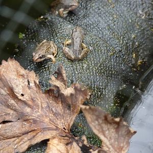 Common Froglets, August 2013
