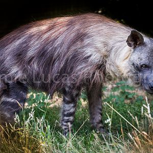 Brown Hyena