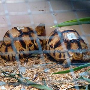 Ploughshare tortoises, 2013