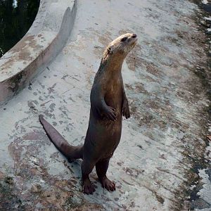Smooth-coated otter, May 2013.