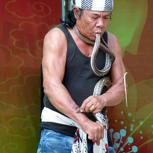 Snake show, May 2013.