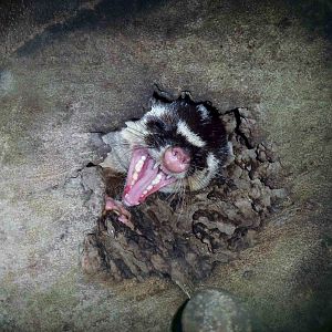 Burmese ferret-badger, May 2013.