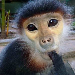 Red-shanked douc langur, May 2013.
