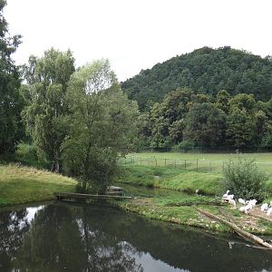 Greater Rheas + Pelicans