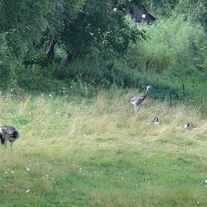 Greater Rheas