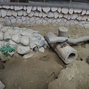 Meerkat enclosure